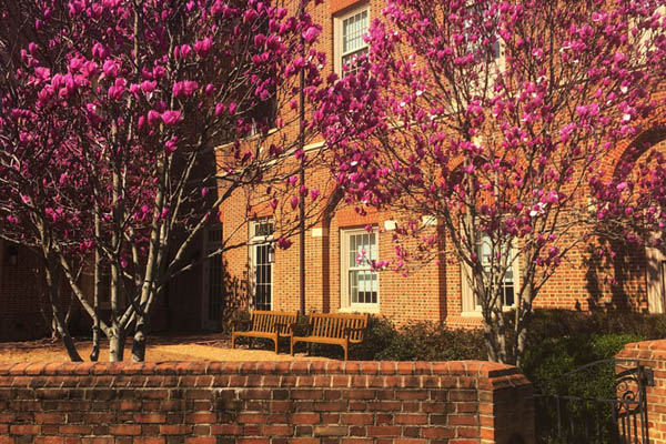 Miller Hall Side Courtyard with Blooming Trees